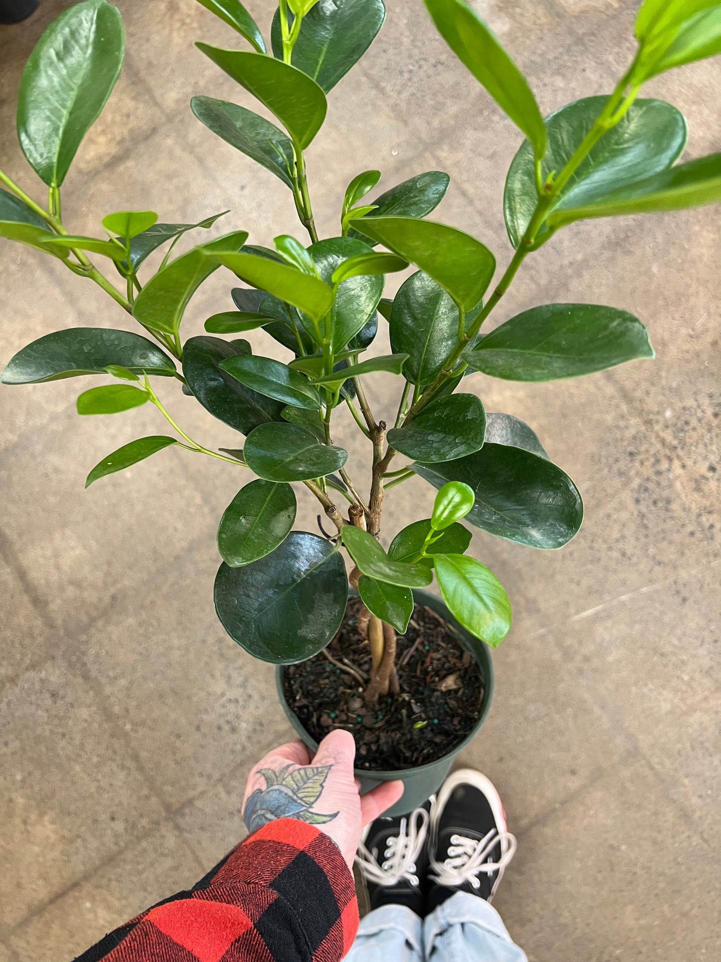 Ficus Moclame Twist