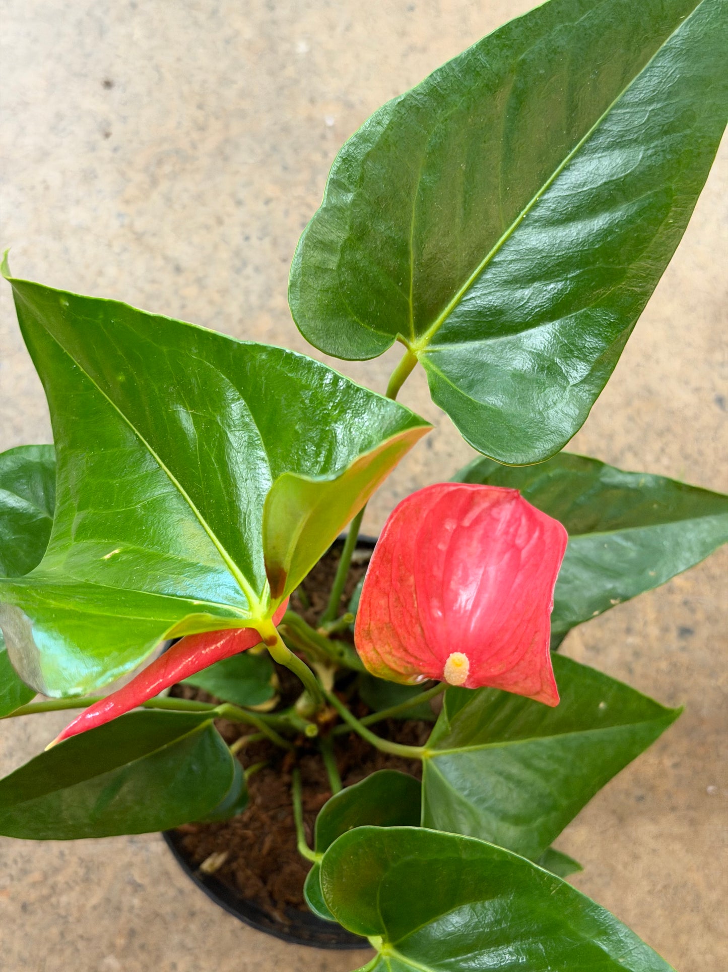Pink Anthurium