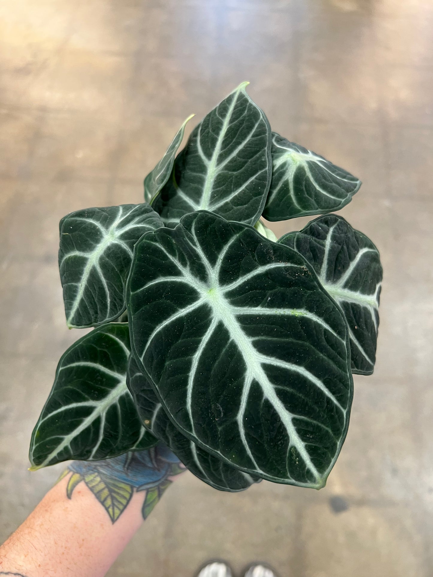 Alocasia Ninja