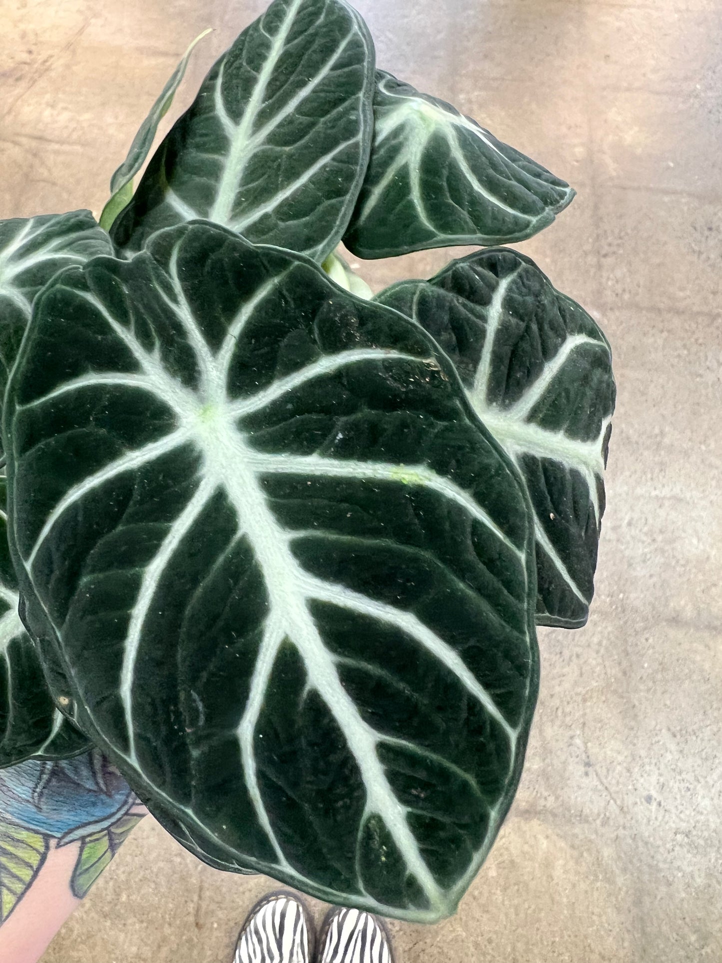 Alocasia Ninja