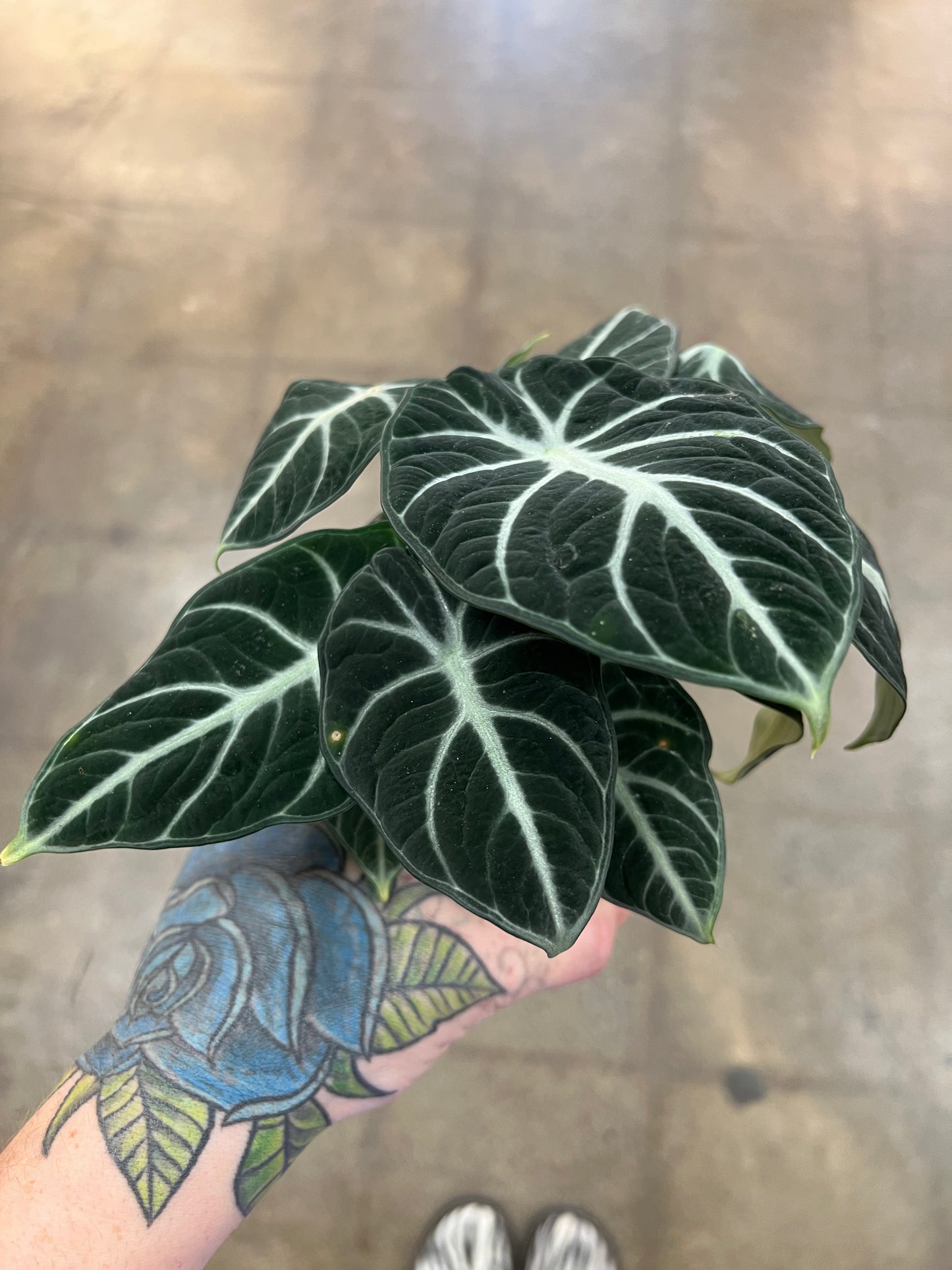 Alocasia Ninja