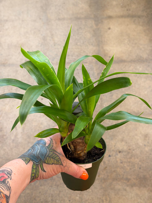 Yucca Cane