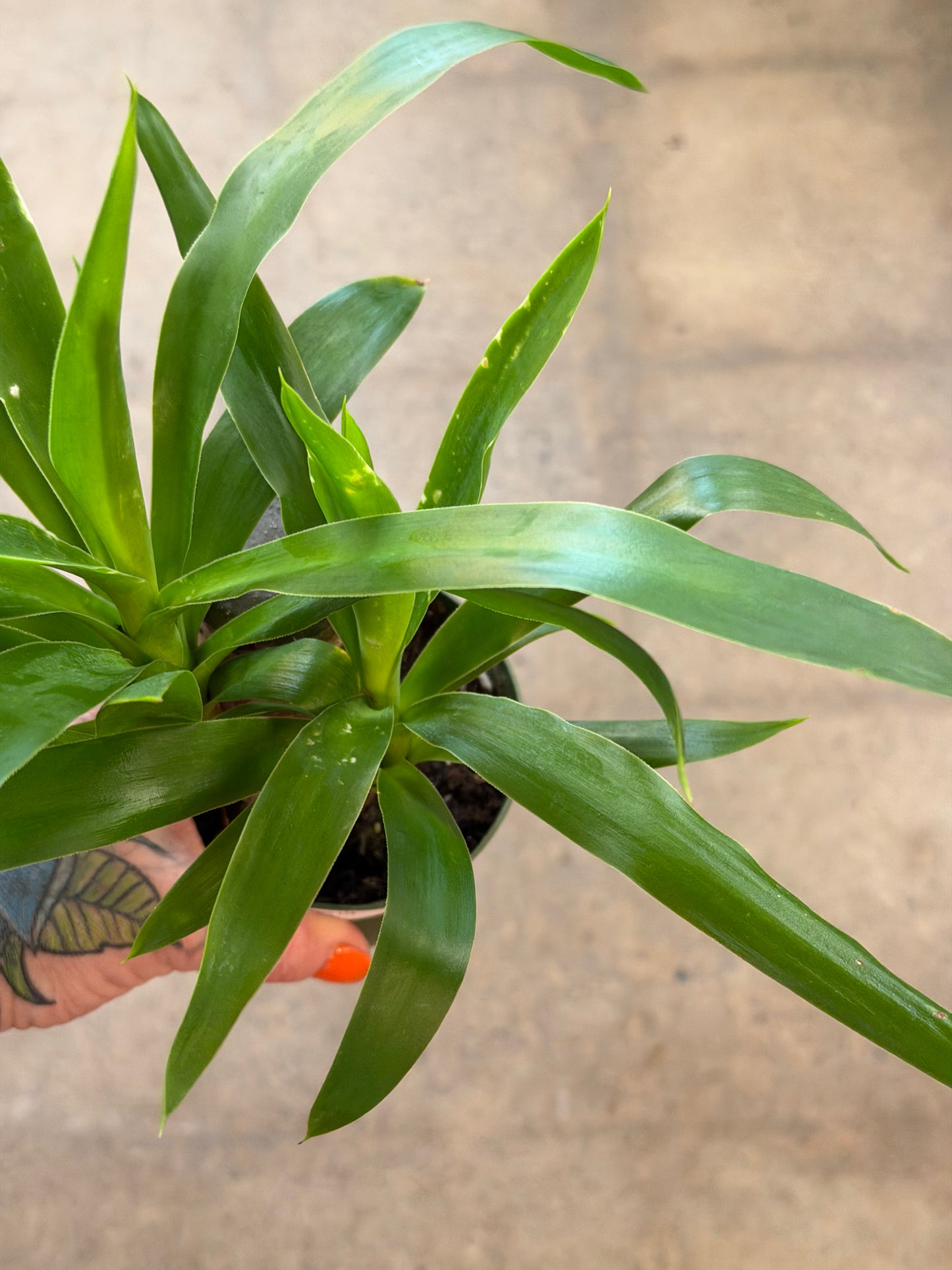 Yucca Cane