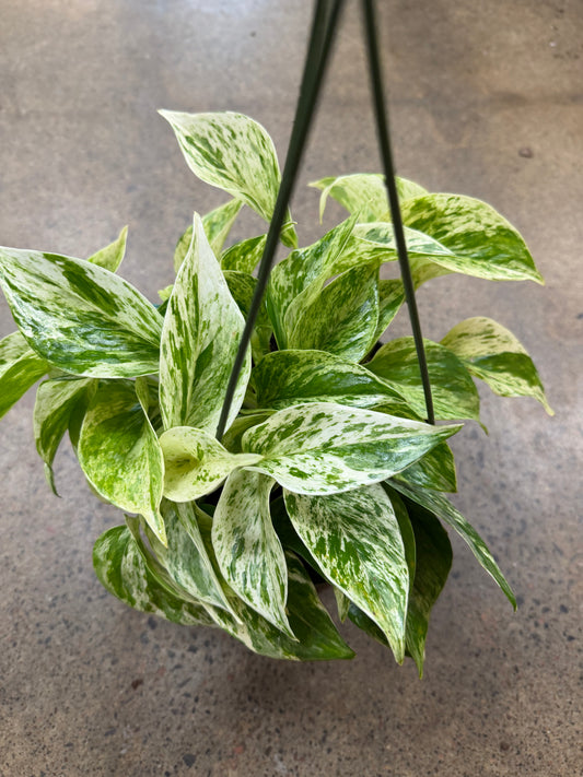 Pothos Marble Queen