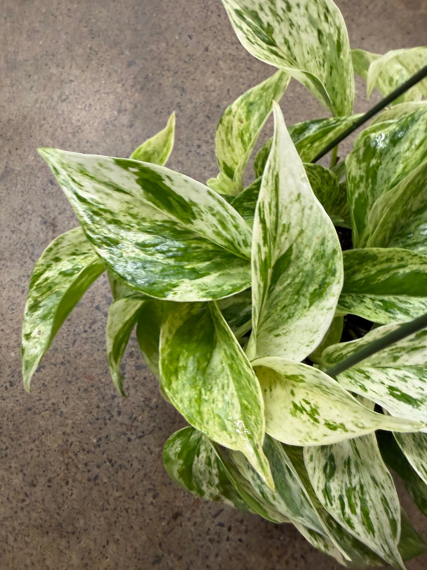 Pothos Marble Queen