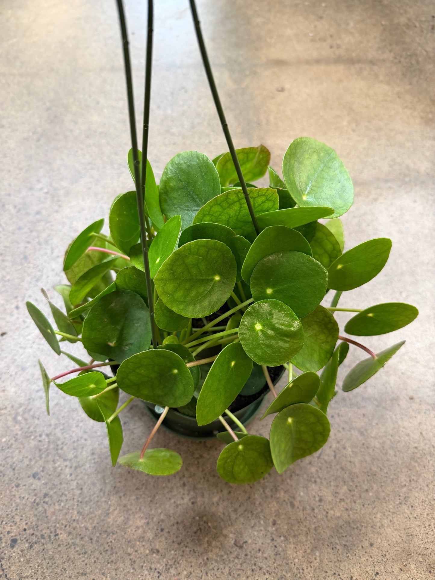 Pilea Peperomioides