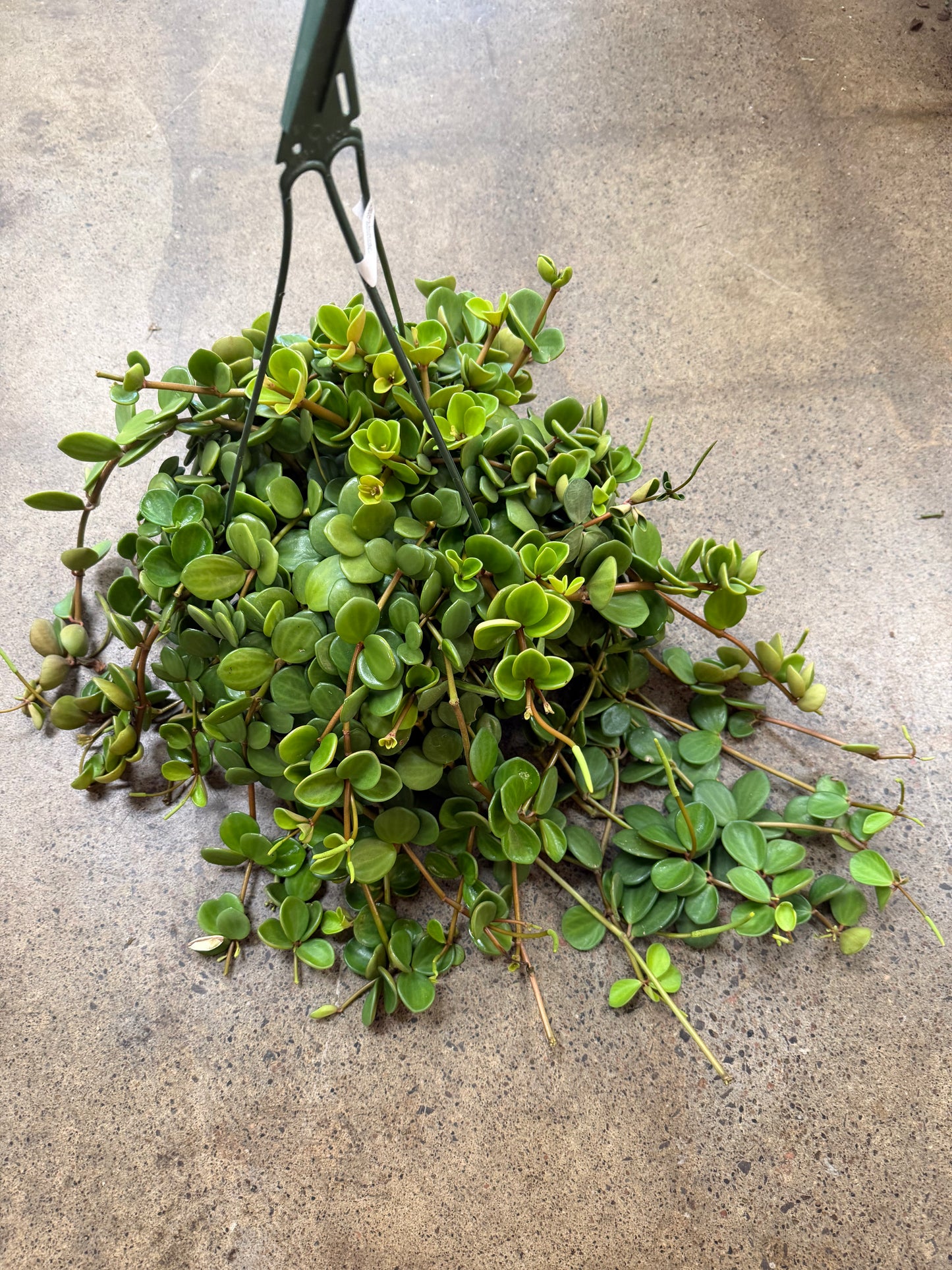 Peperomia Hope