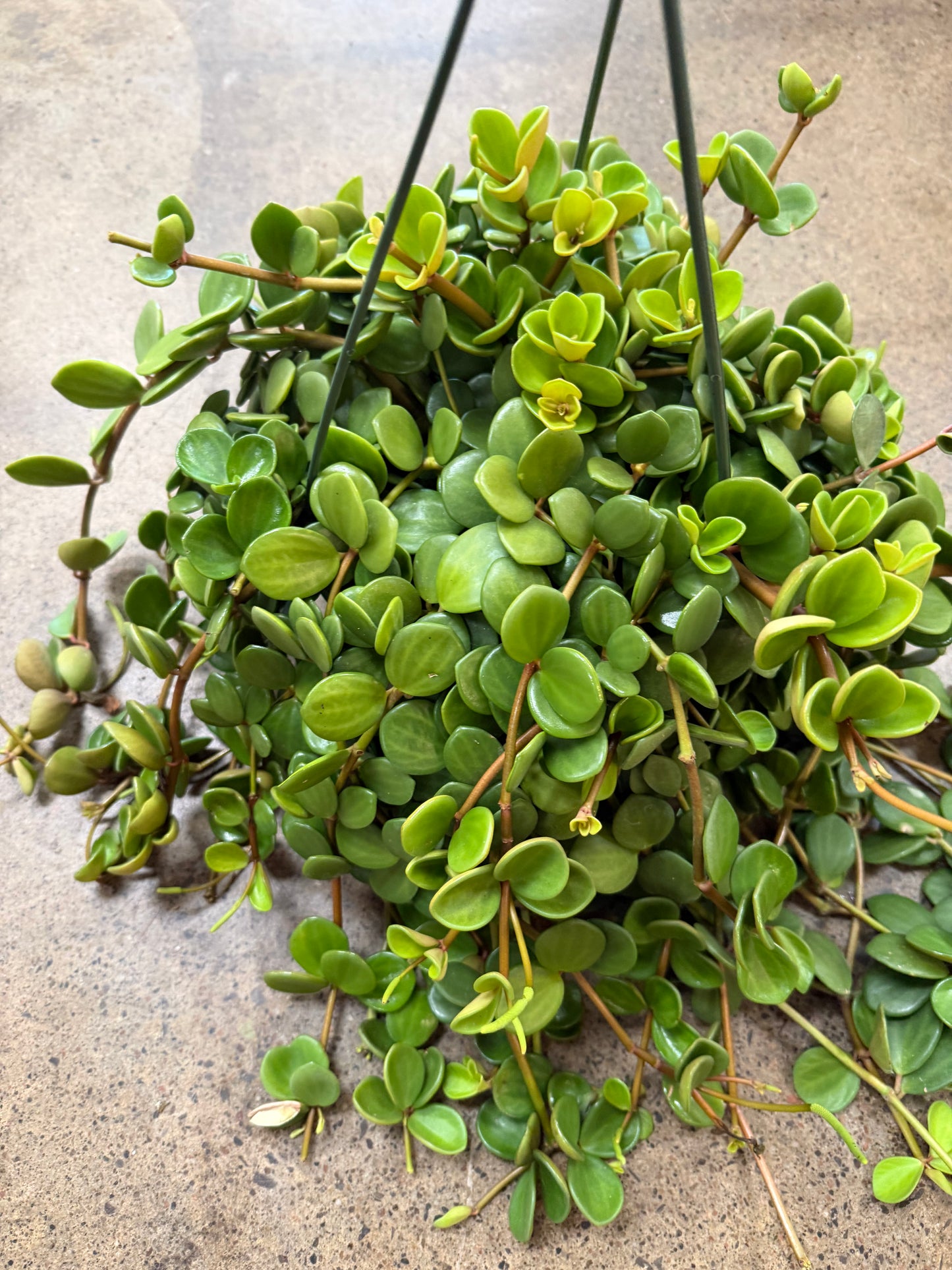 Peperomia Hope