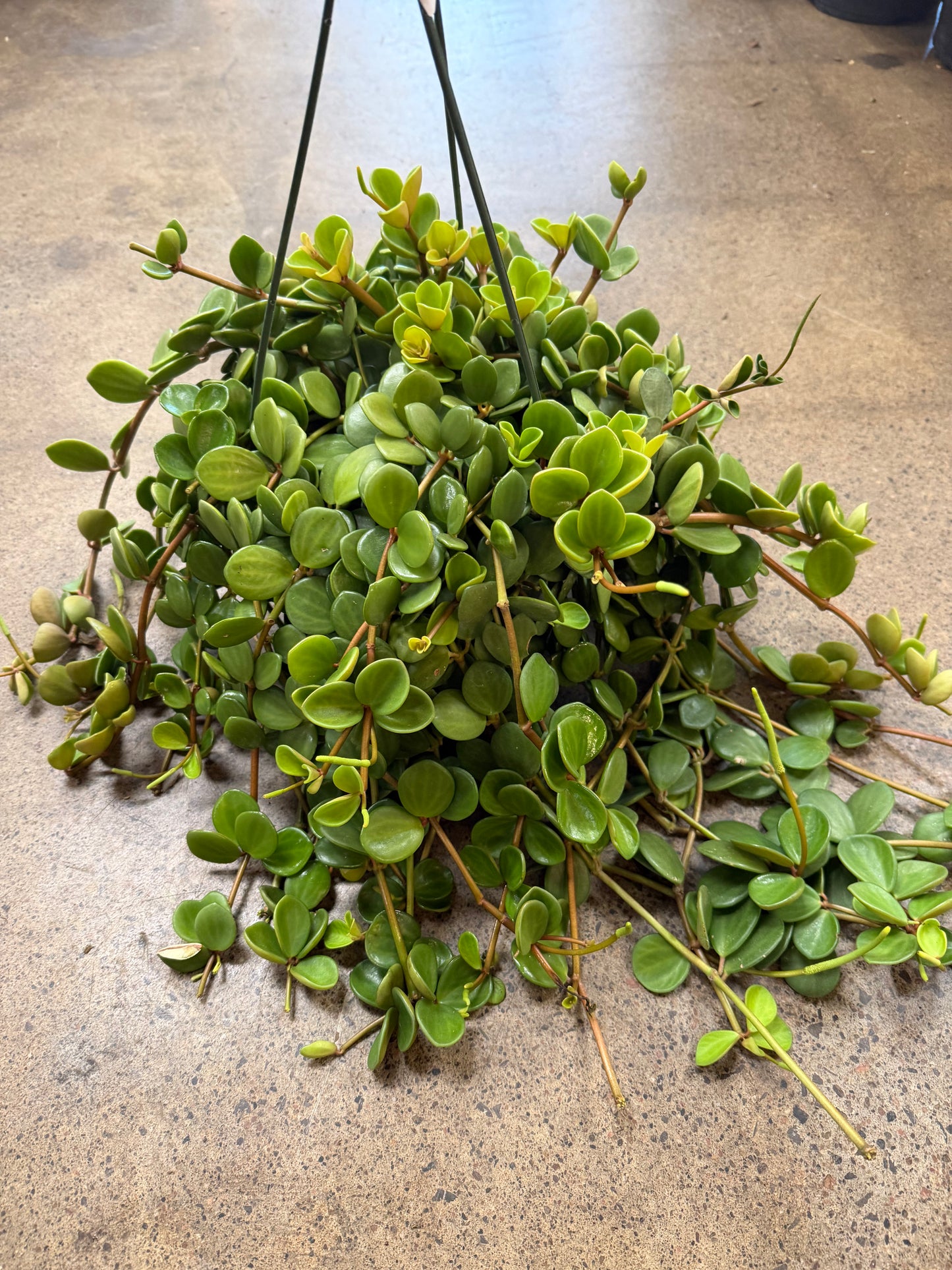 Peperomia Hope