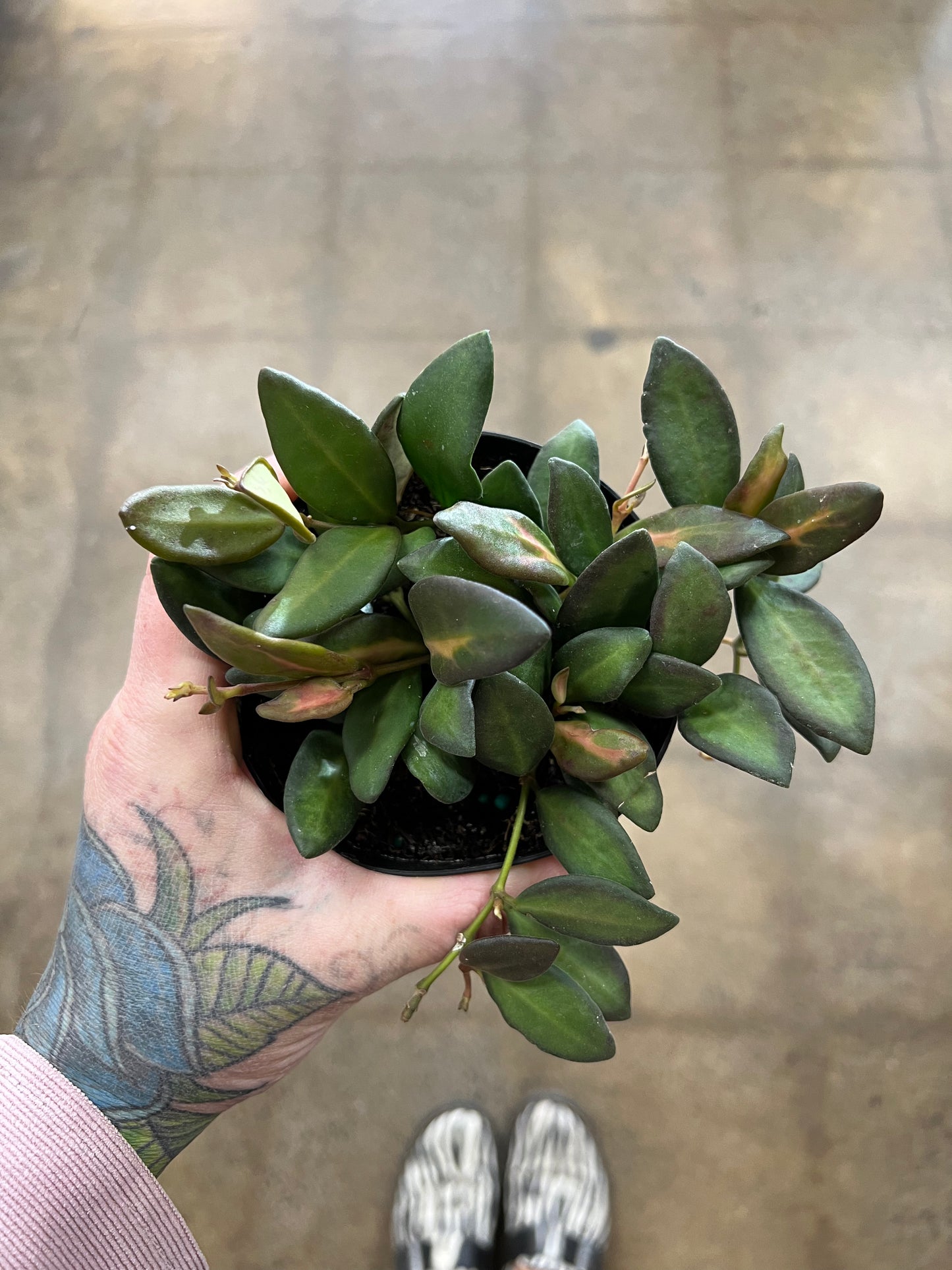 Hoya Burtoniae Variegata