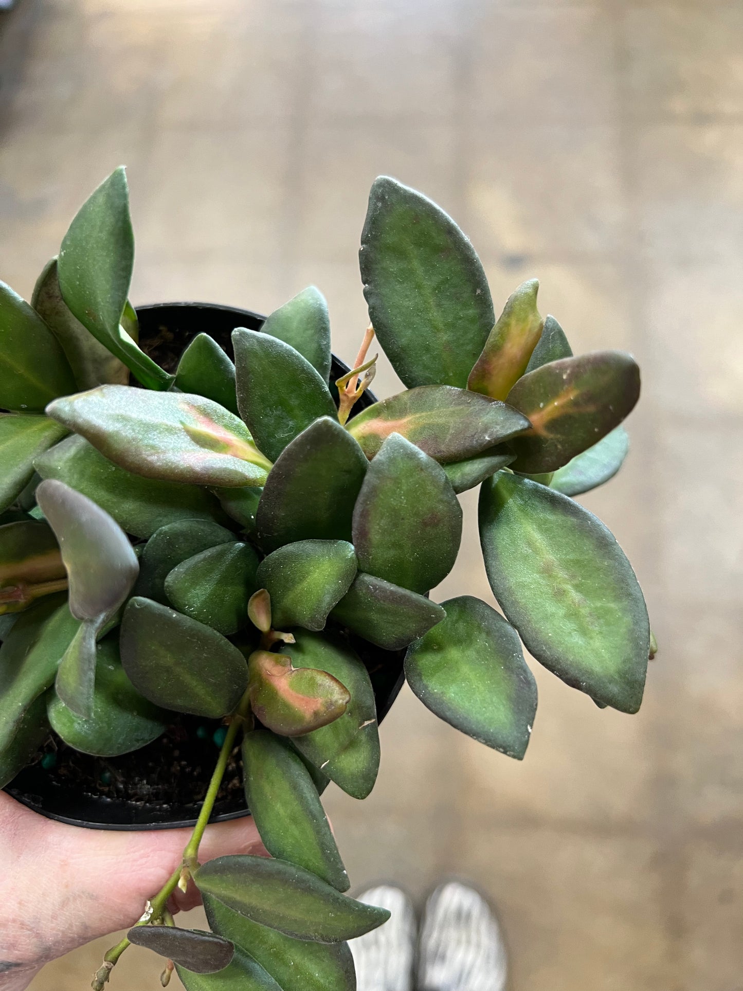 Hoya Burtoniae Variegata