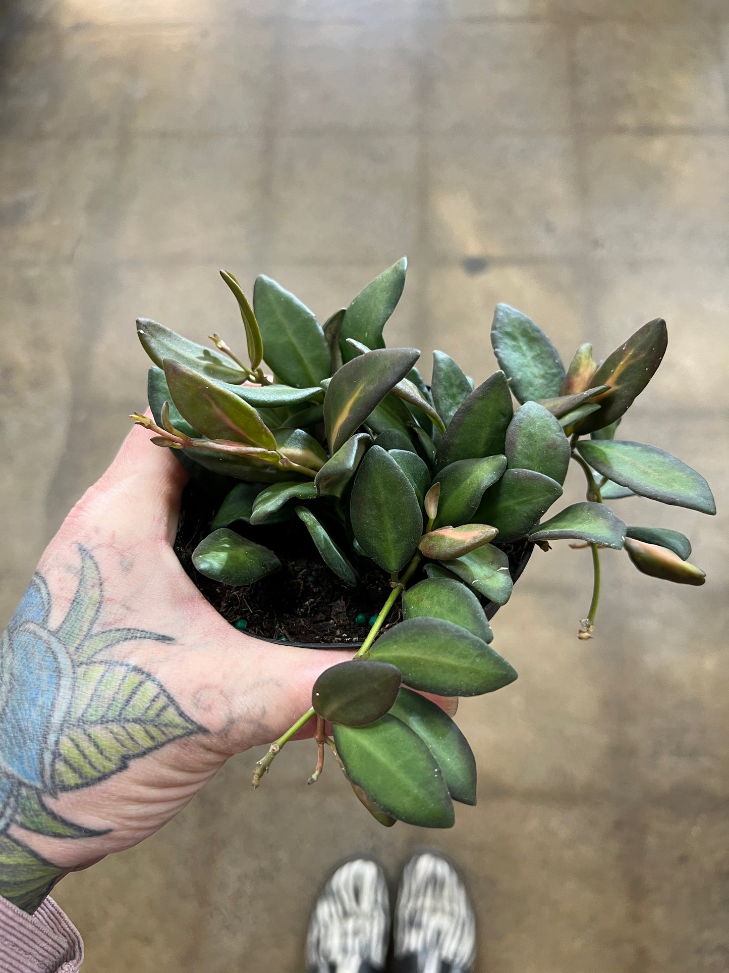 Hoya Burtoniae Variegata