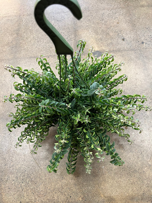 Aeschynanthus Twister