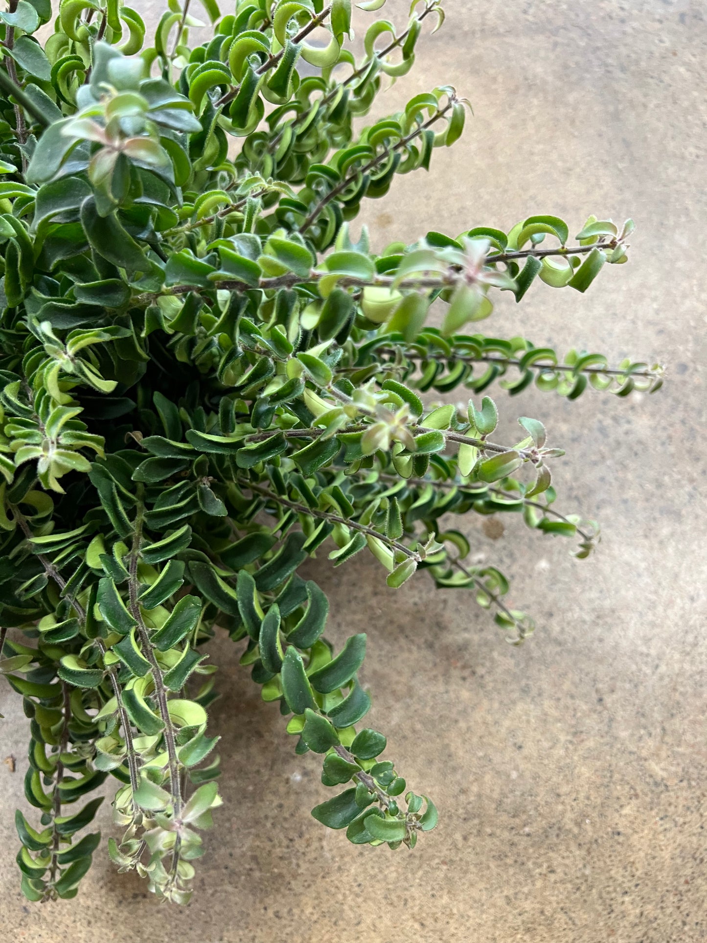 Aeschynanthus Twister