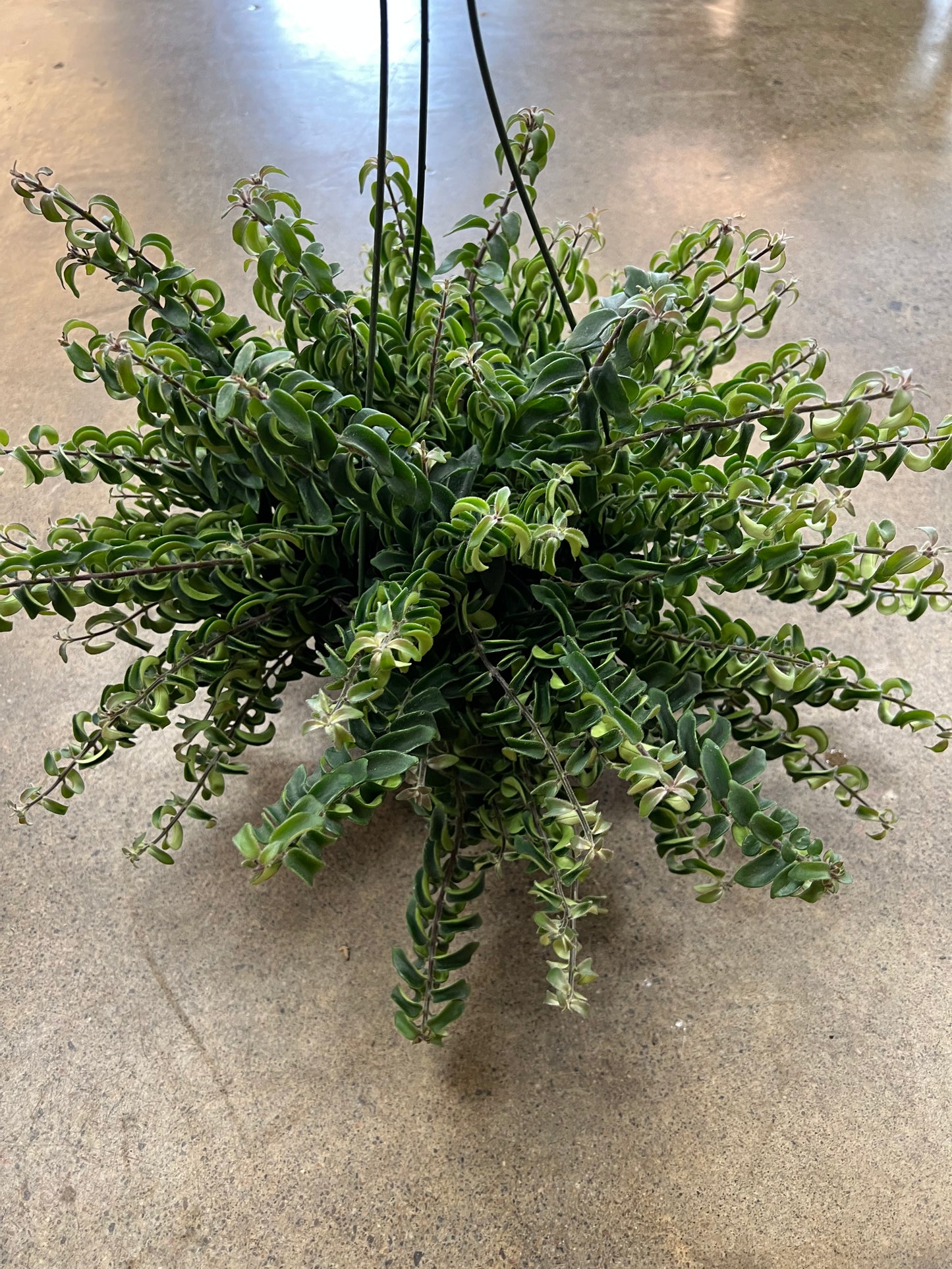 Aeschynanthus Twister