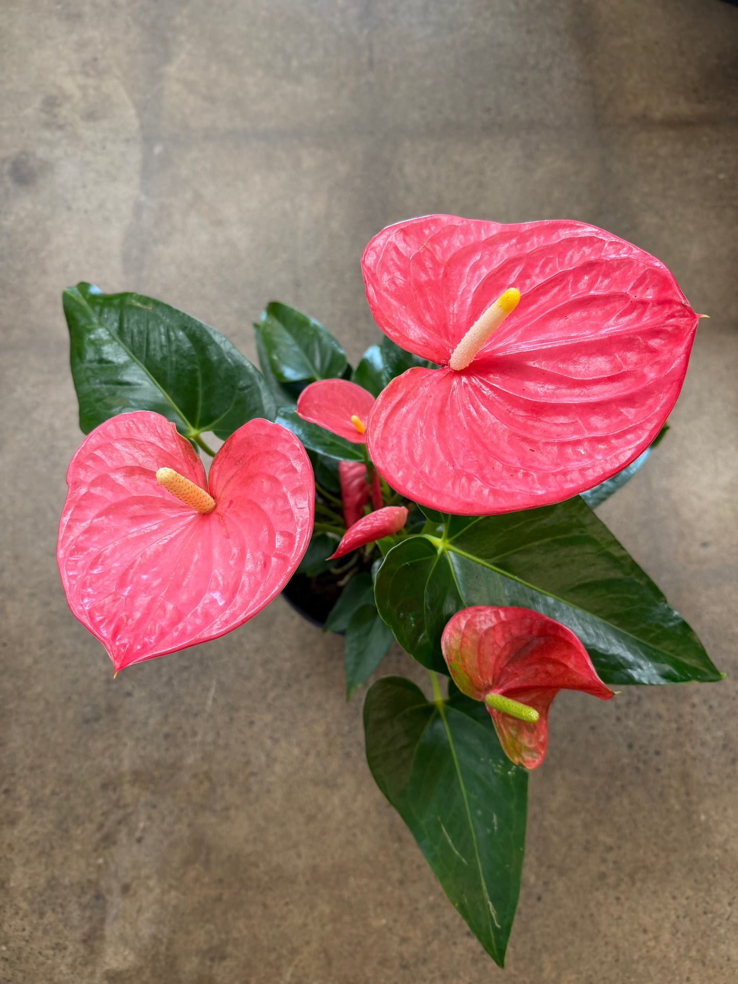 Anthurium Rose