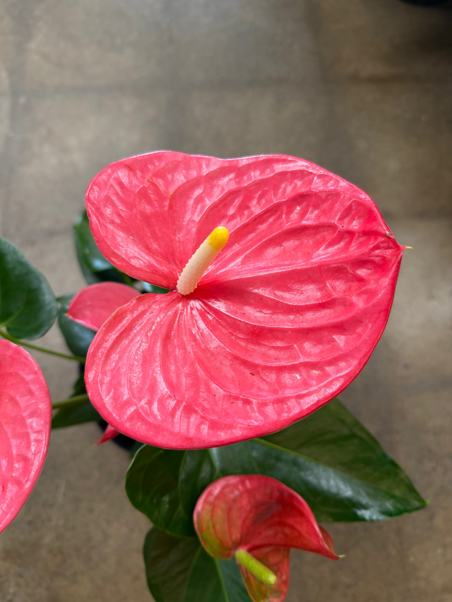 Anthurium Rose