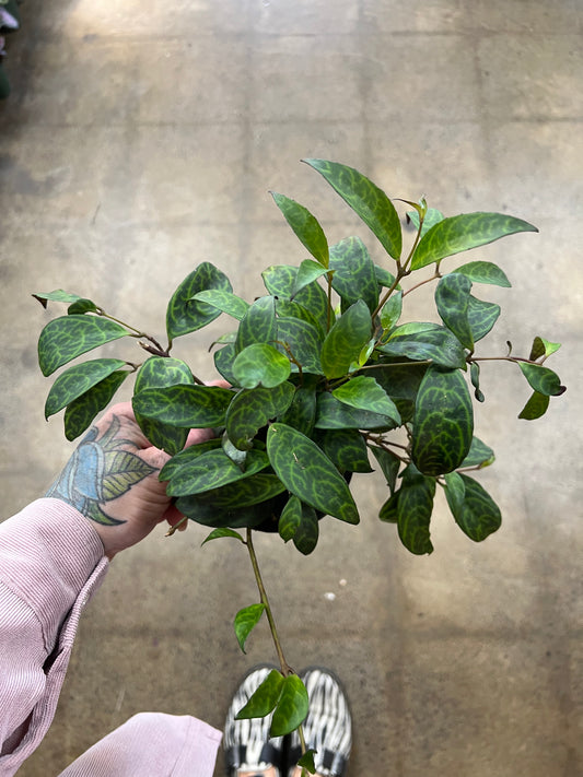 Aeschynanthus Black Pagoda