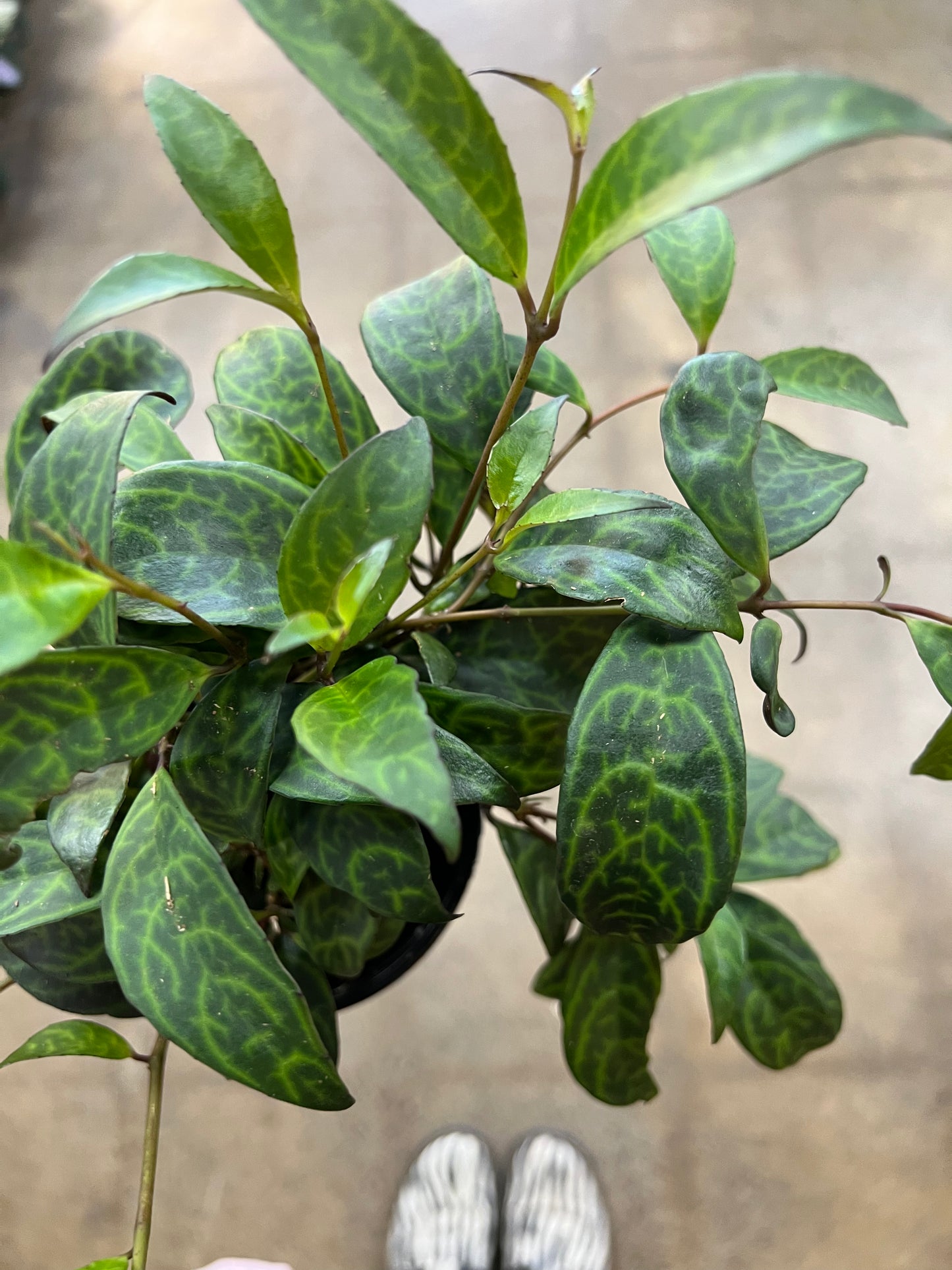 Aeschynanthus Black Pagoda