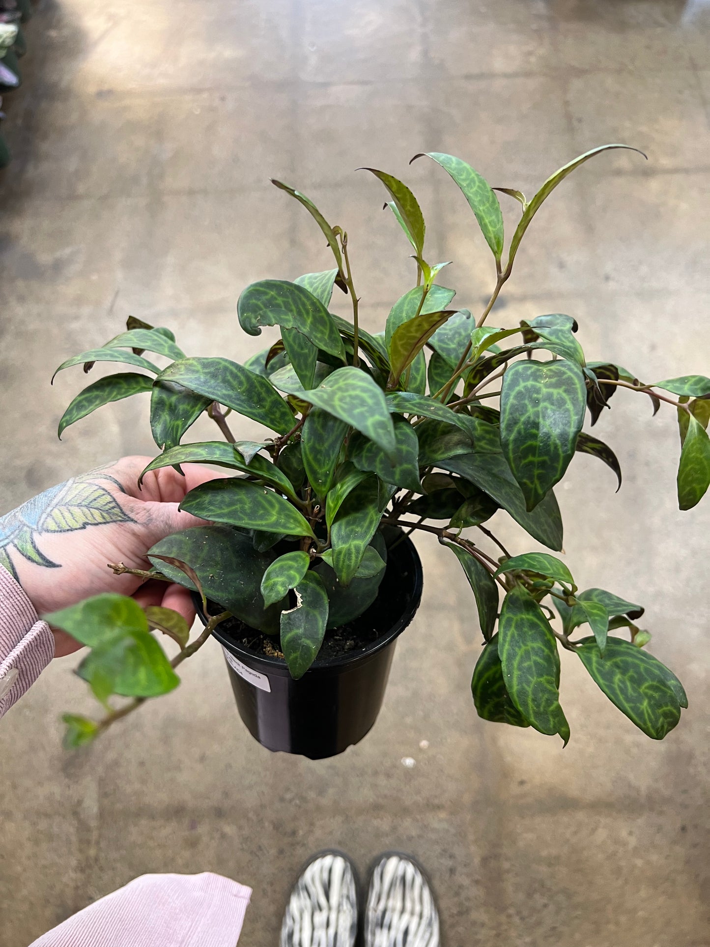 Aeschynanthus Black Pagoda