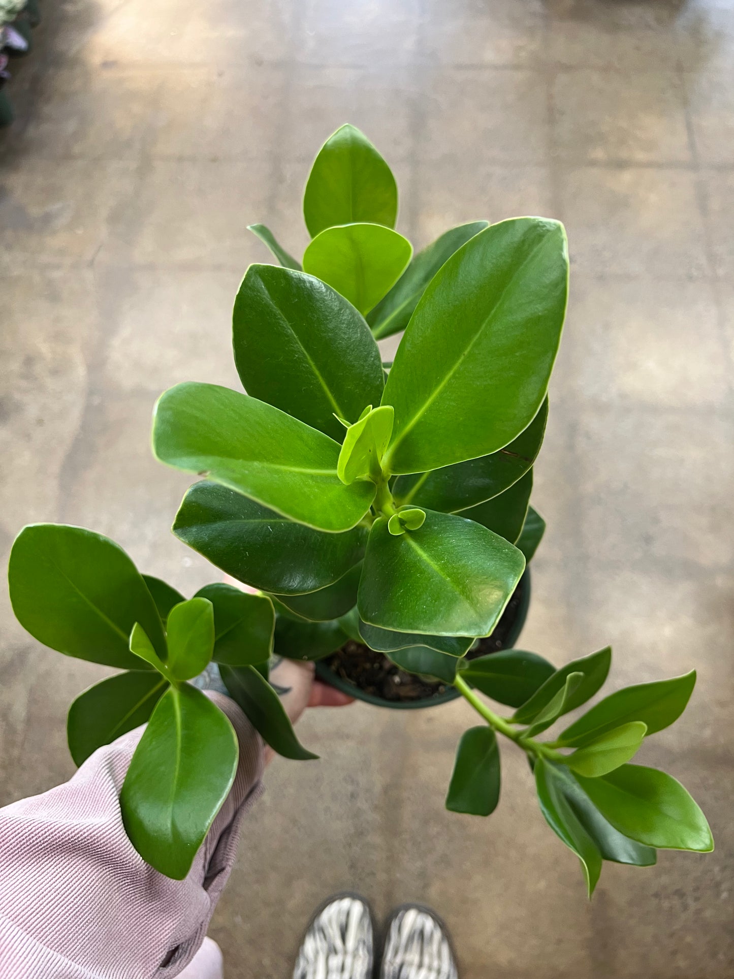 Clusia Princess Autograph