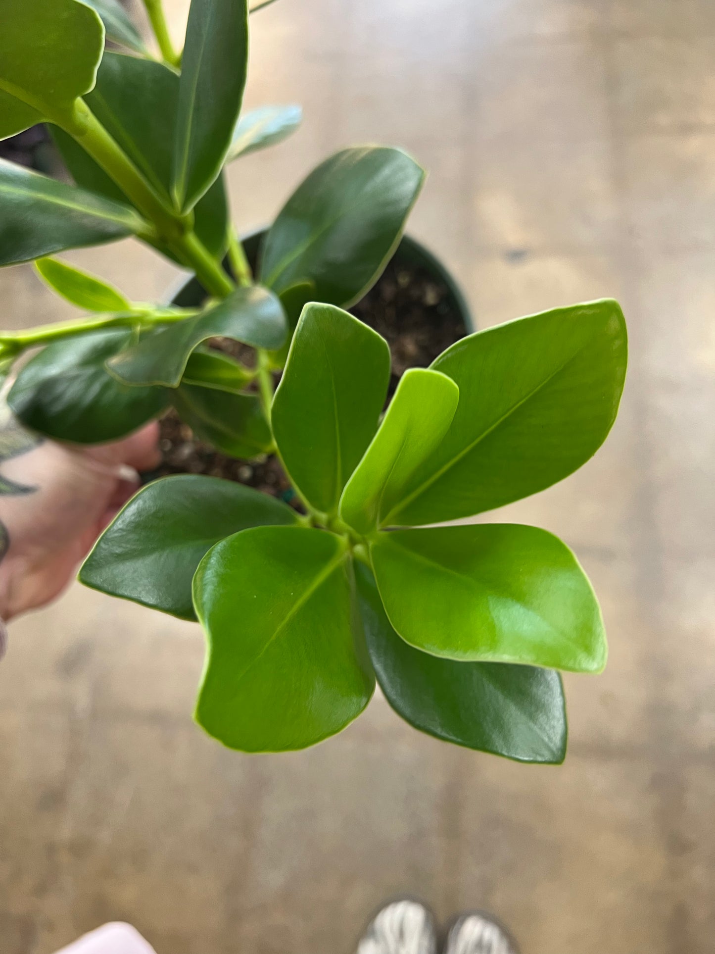 Clusia Princess Autograph