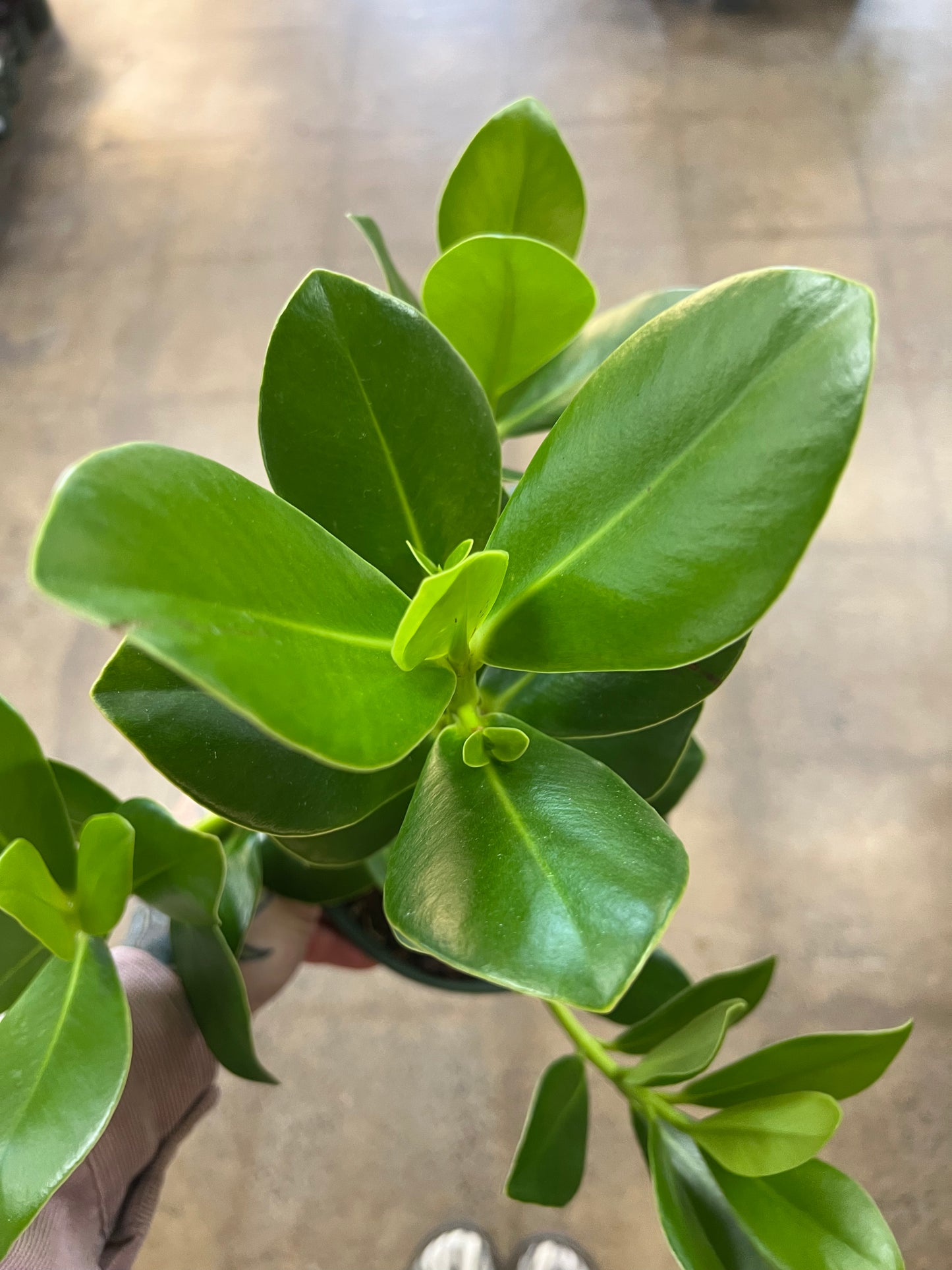 Clusia Princess Autograph