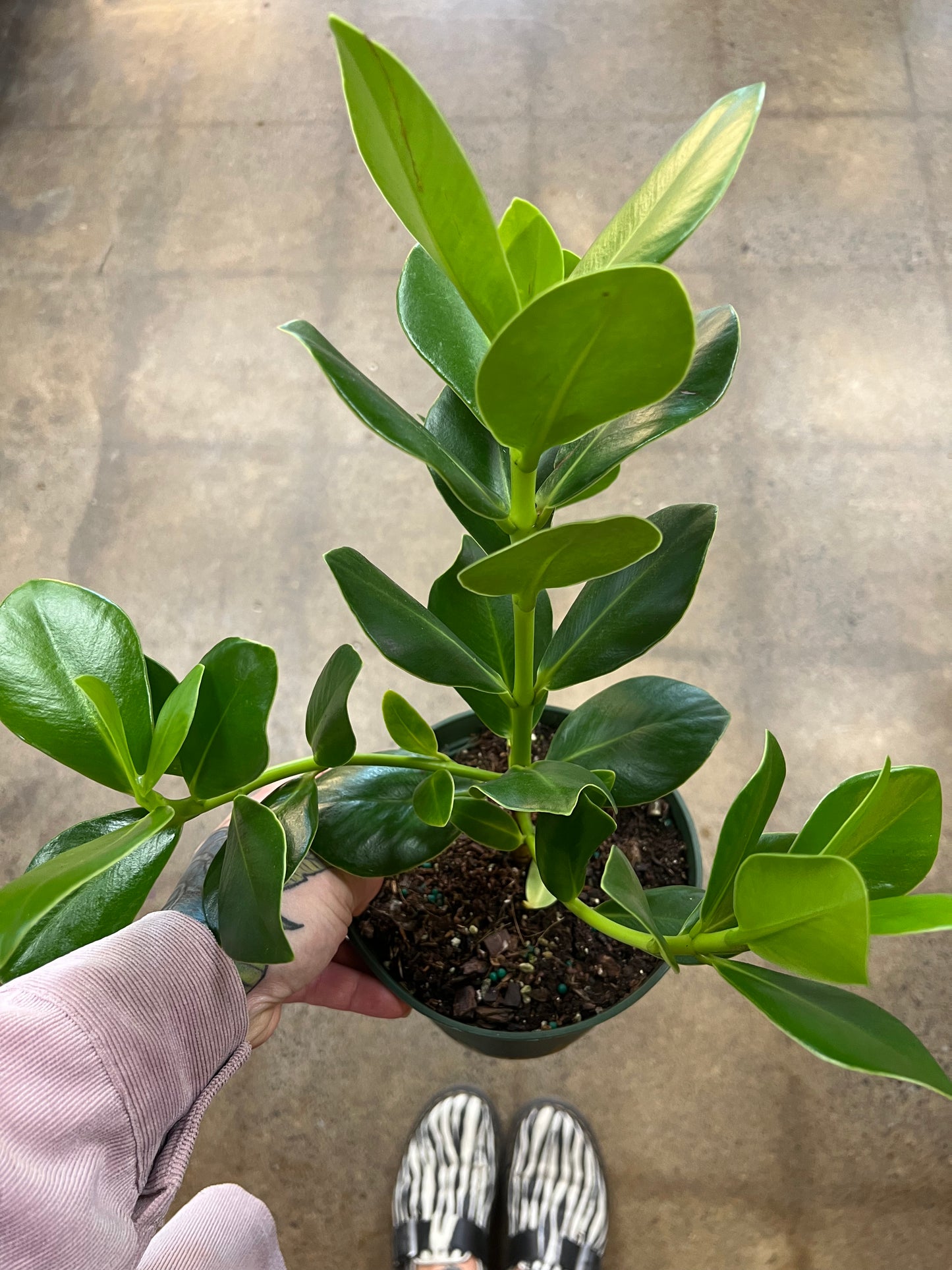 Clusia Princess Autograph