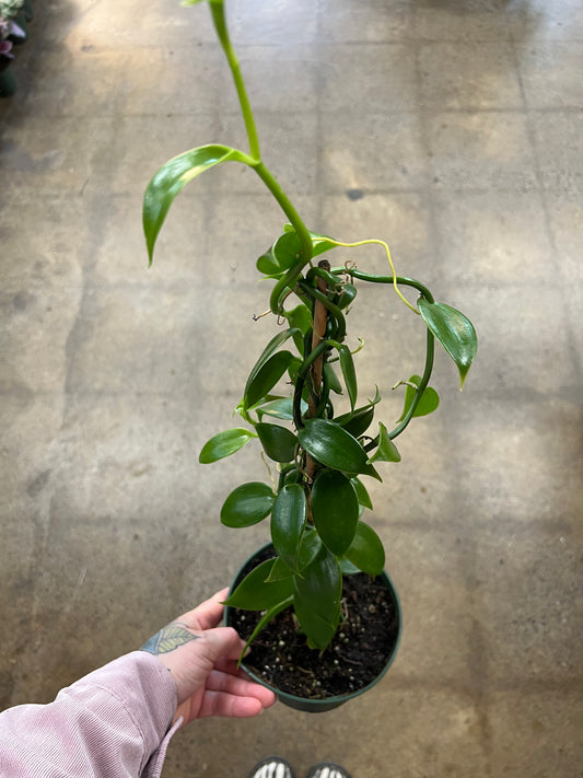 Vanilla Planifolia