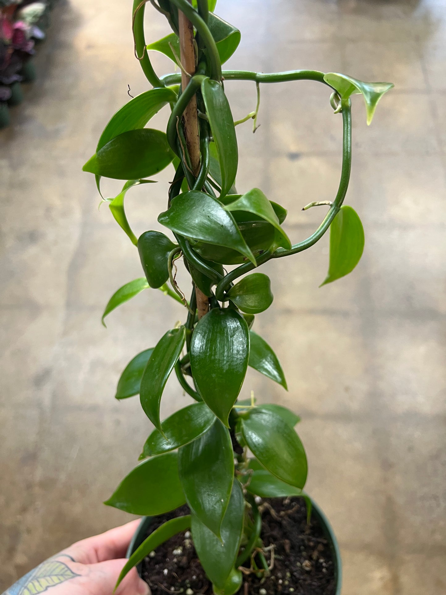 Vanilla Planifolia