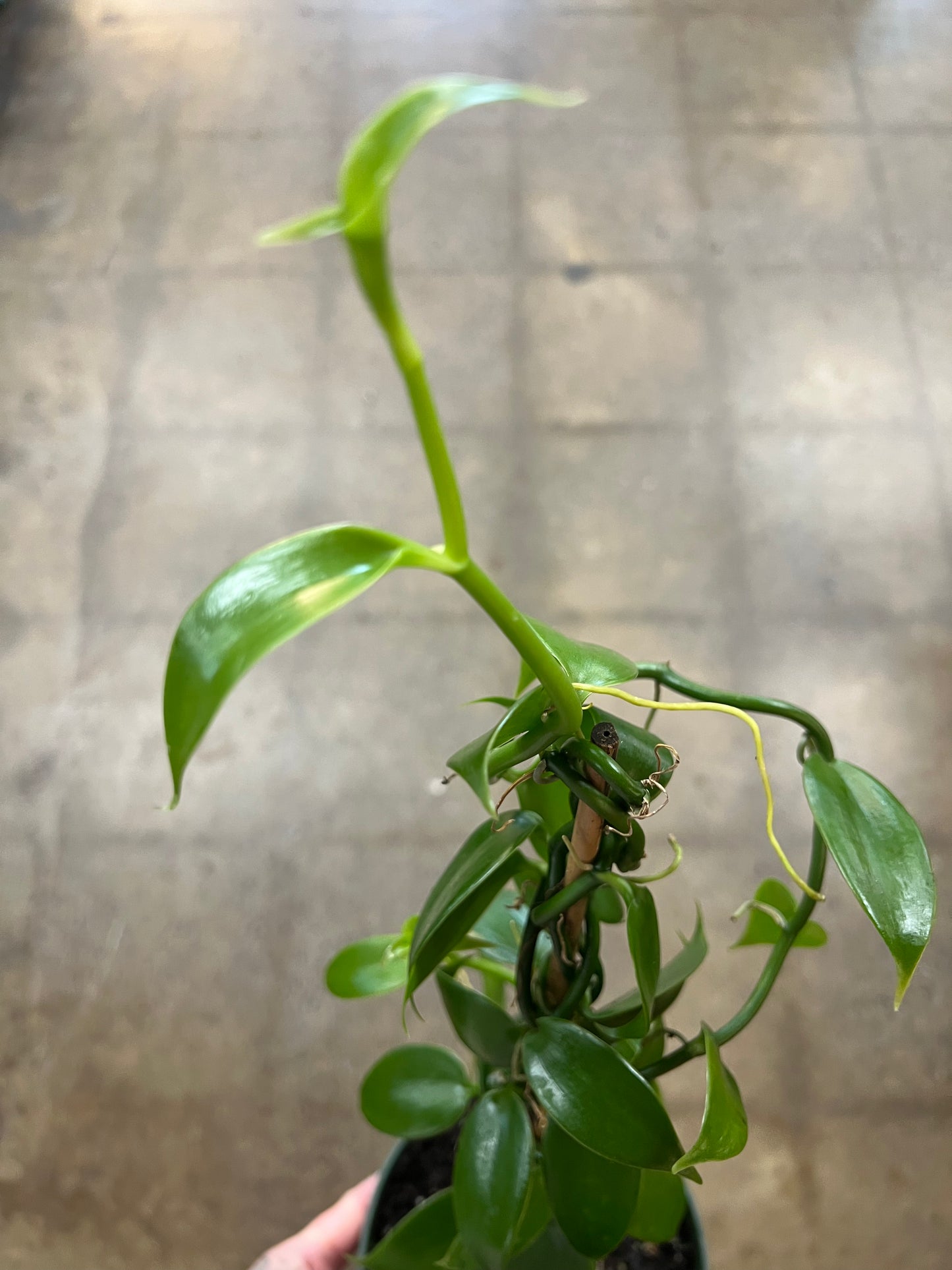 Vanilla Planifolia