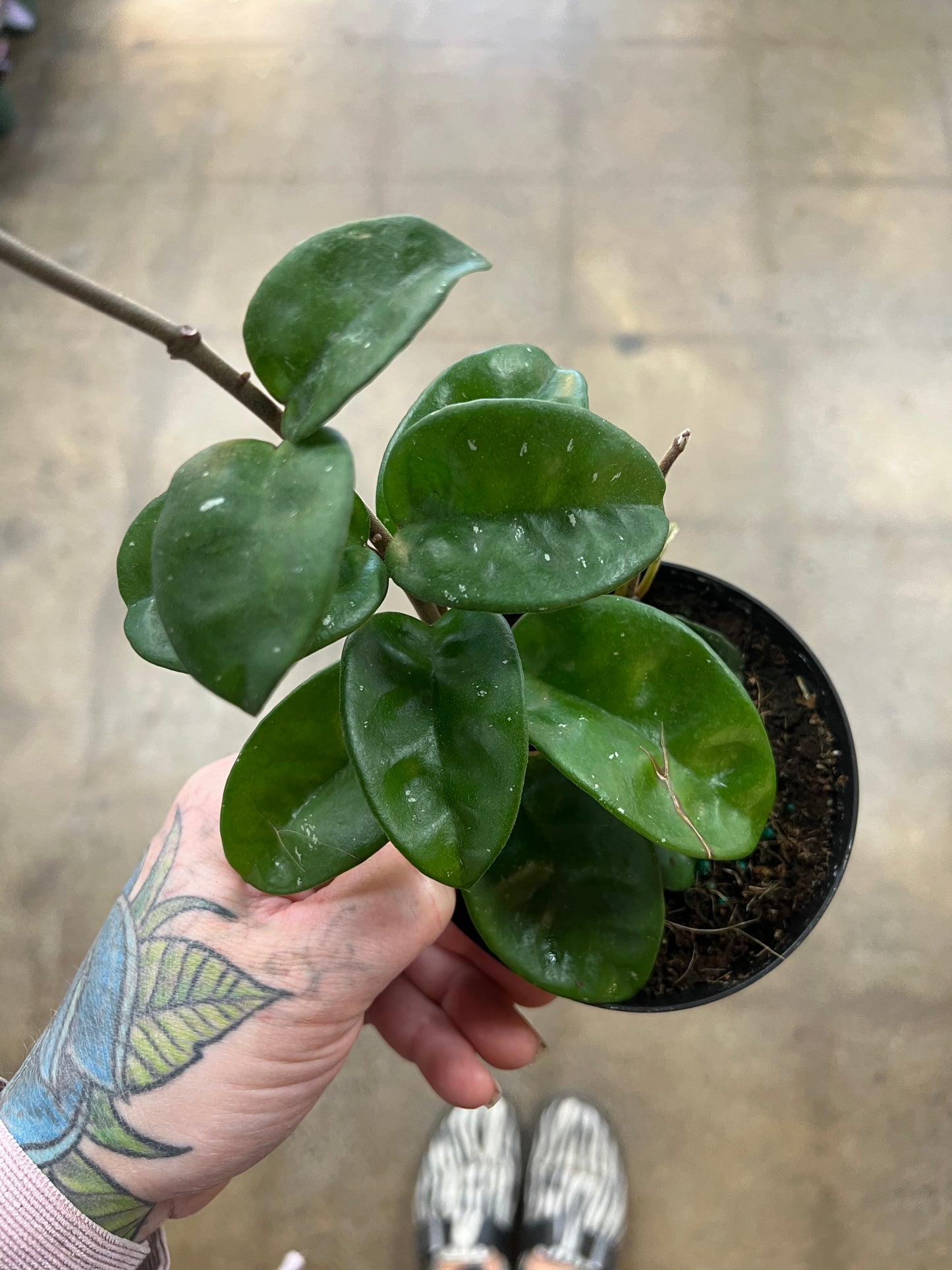 Hoya Krinkle