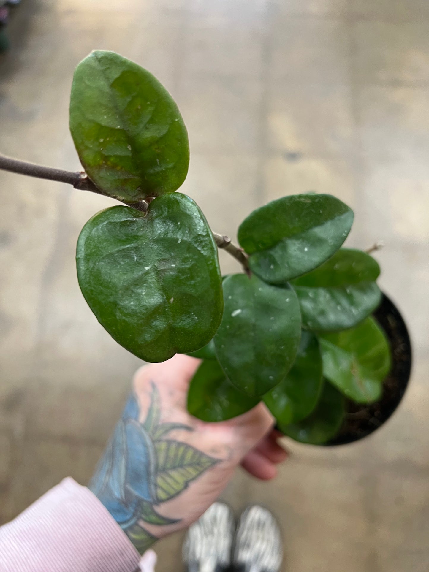 Hoya Krinkle