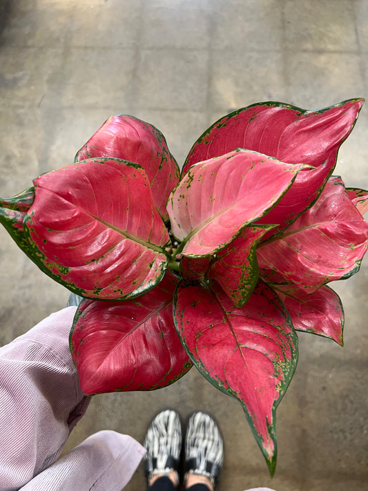 Aglaonema Beauty