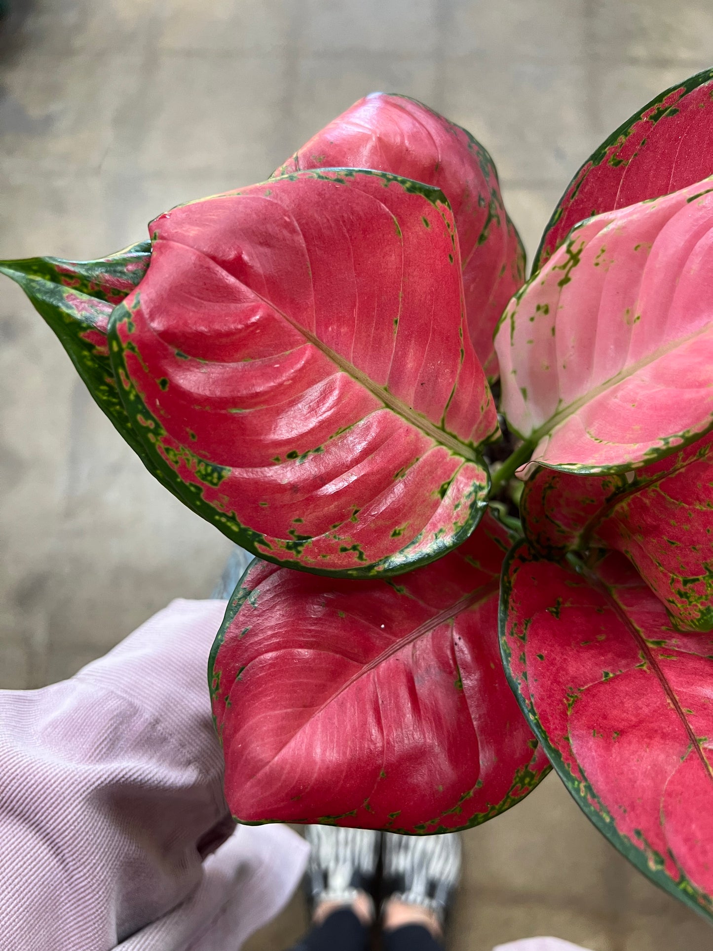 Aglaonema Beauty