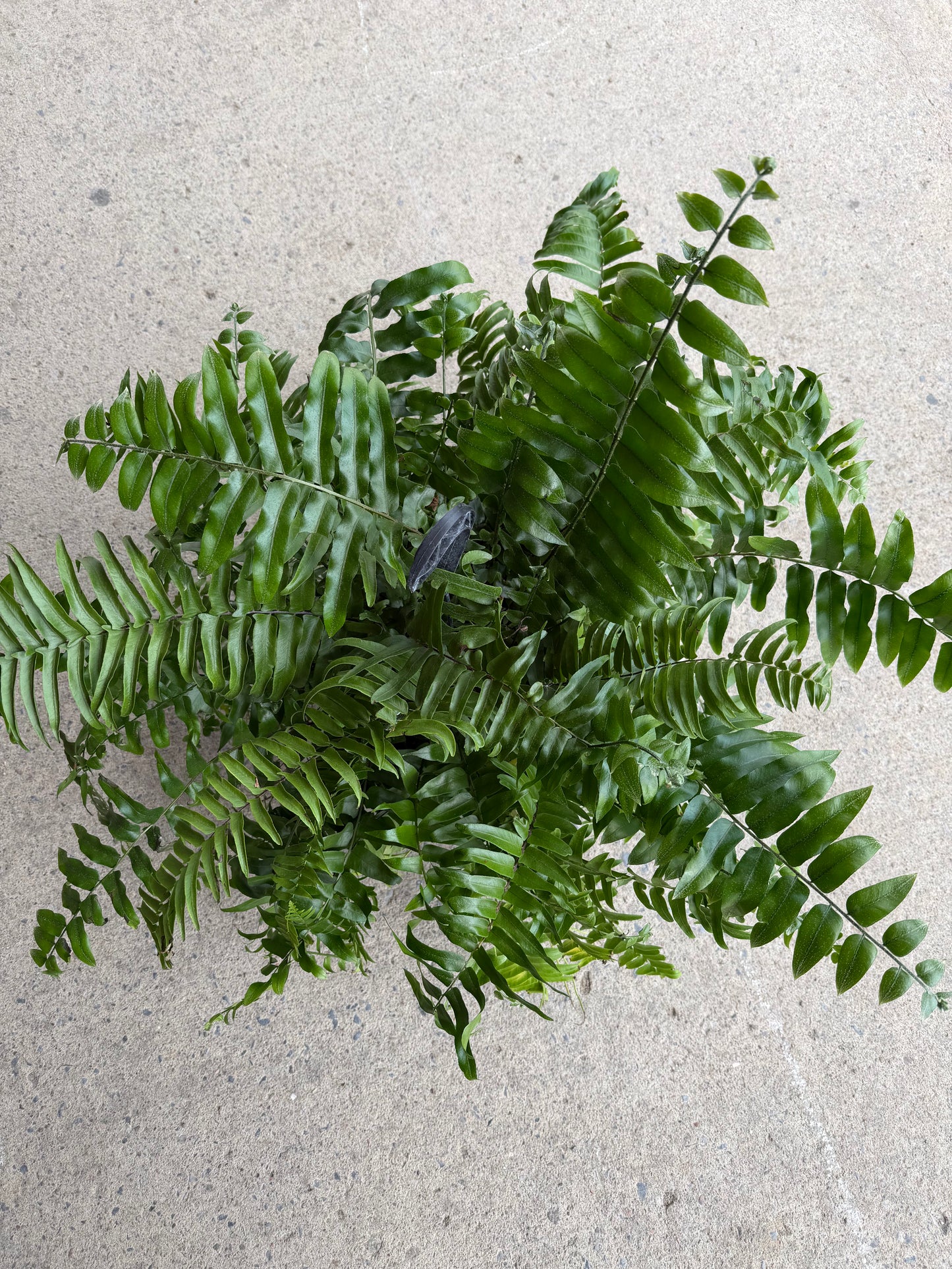 Fern Macho