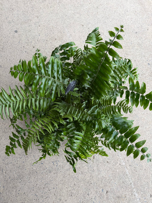 Fern Macho