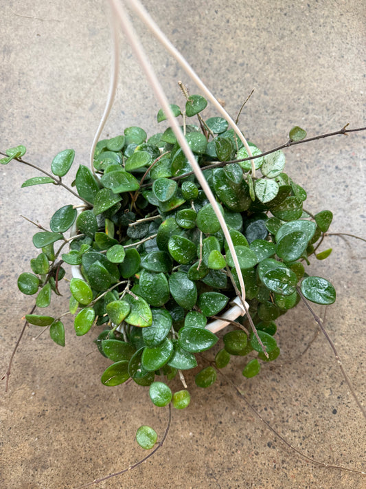 Hoya Serpens