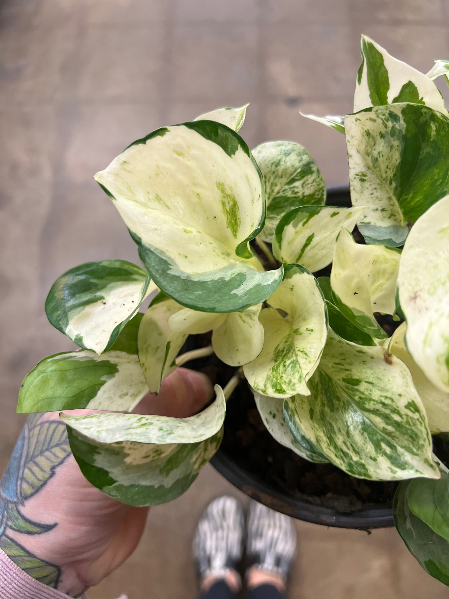 Pothos Manjula
