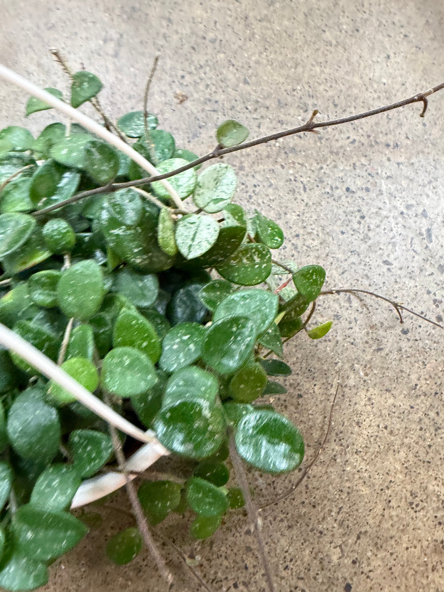 Hoya Serpens