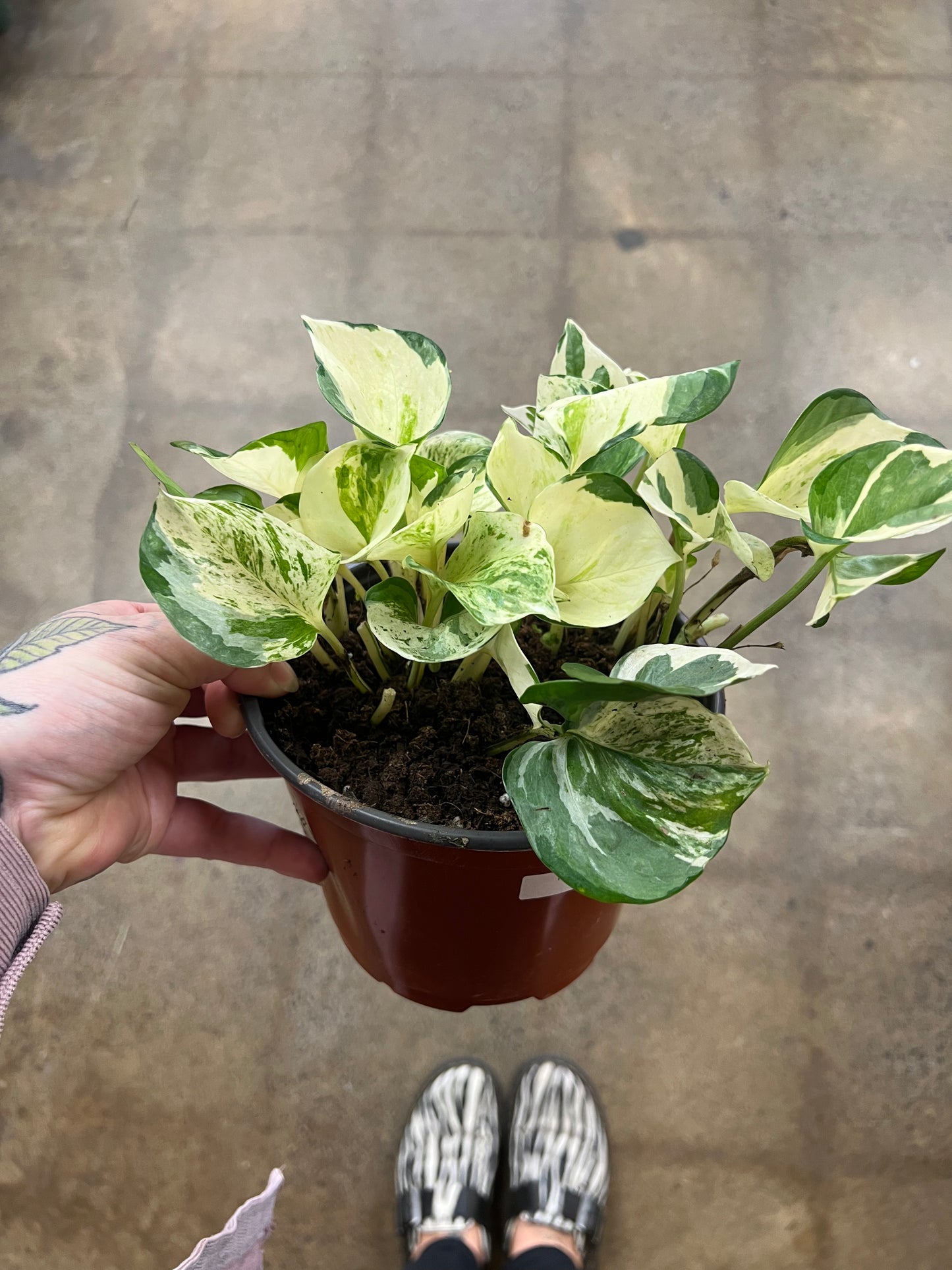 Pothos Manjula