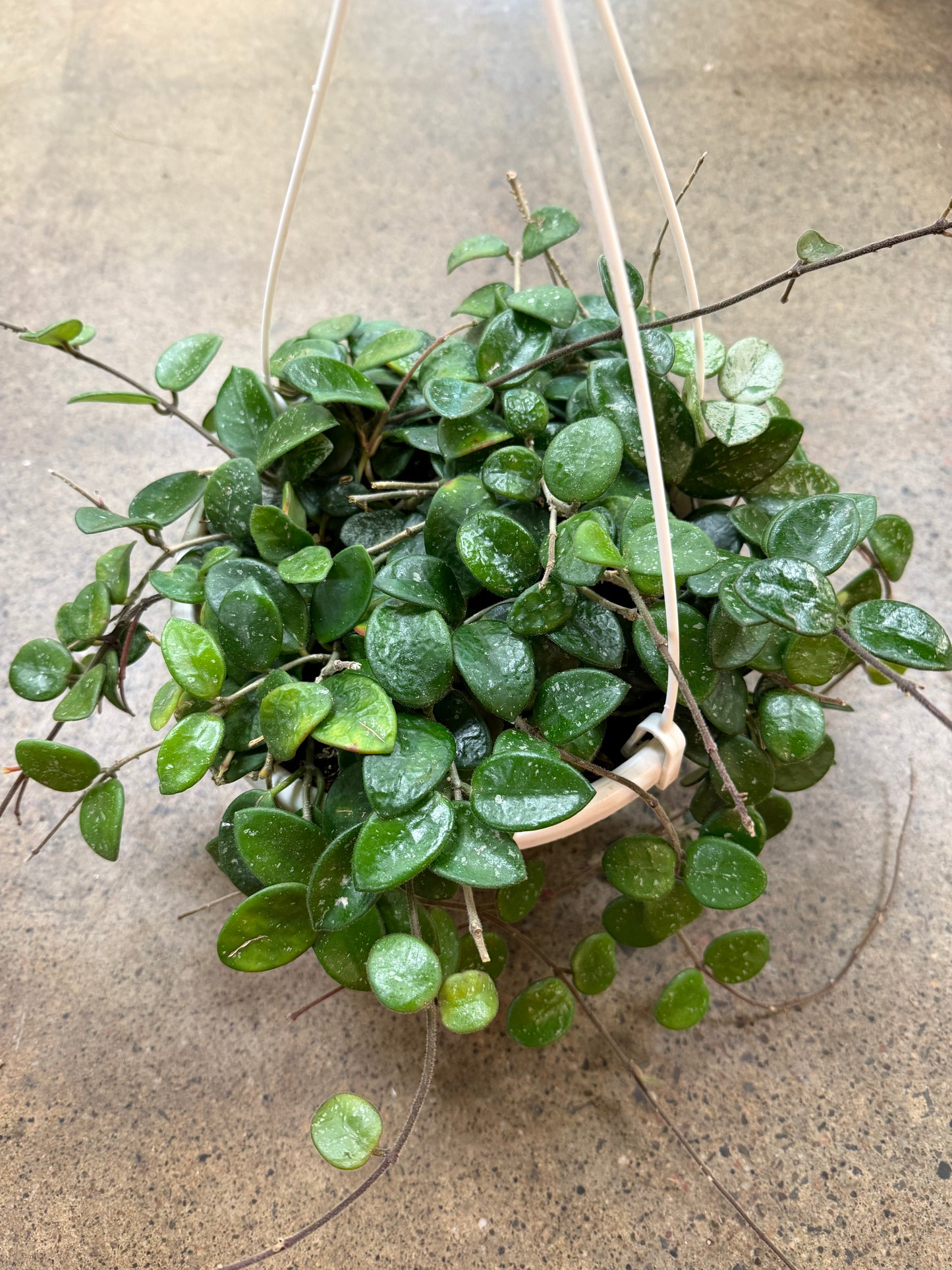 Hoya Serpens