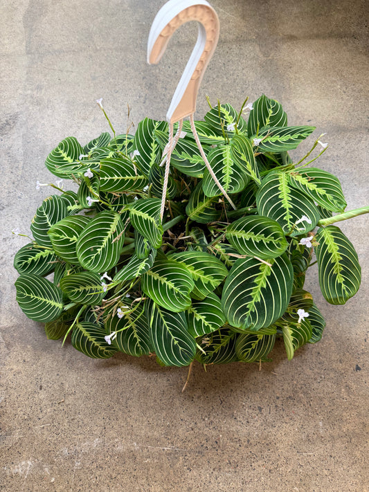 Maranta Lime
