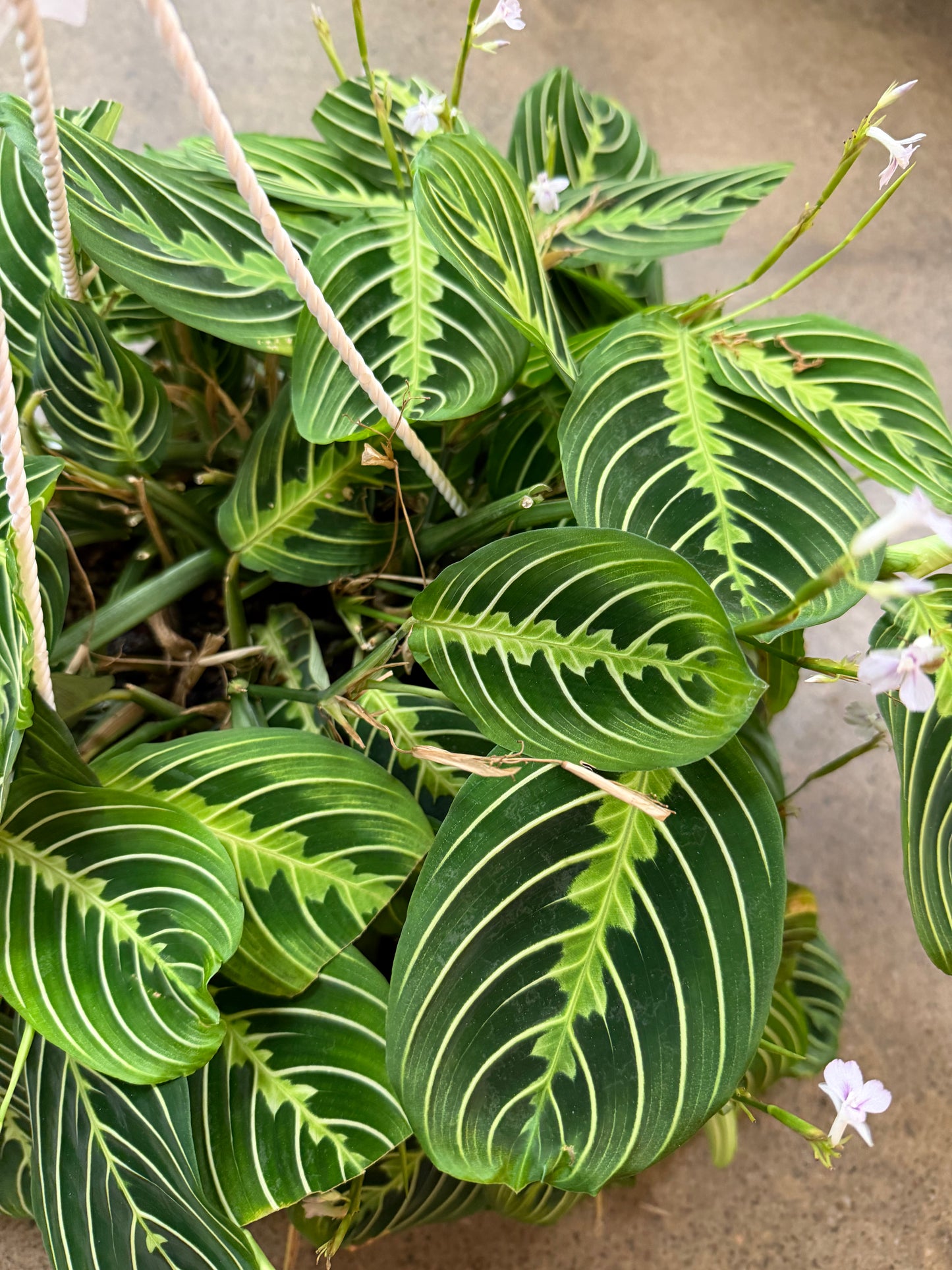 Maranta Lime