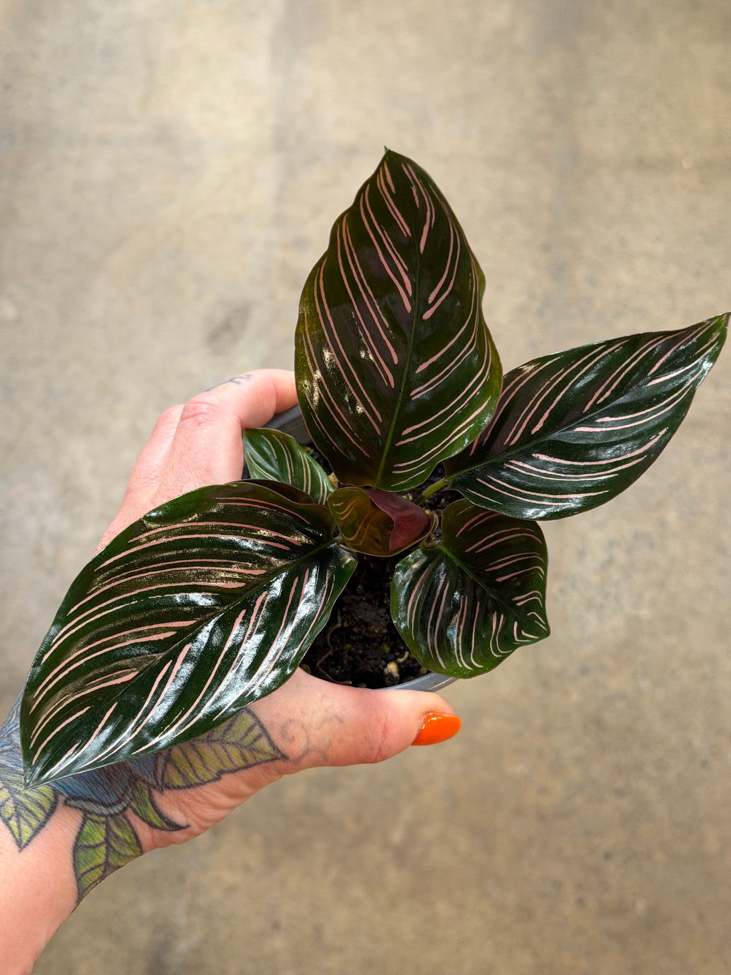 Calathea Ornata
