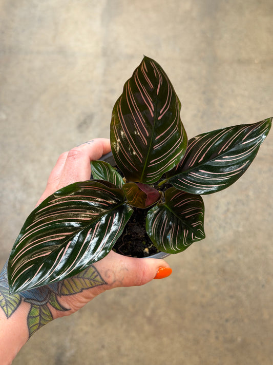 Calathea Ornata