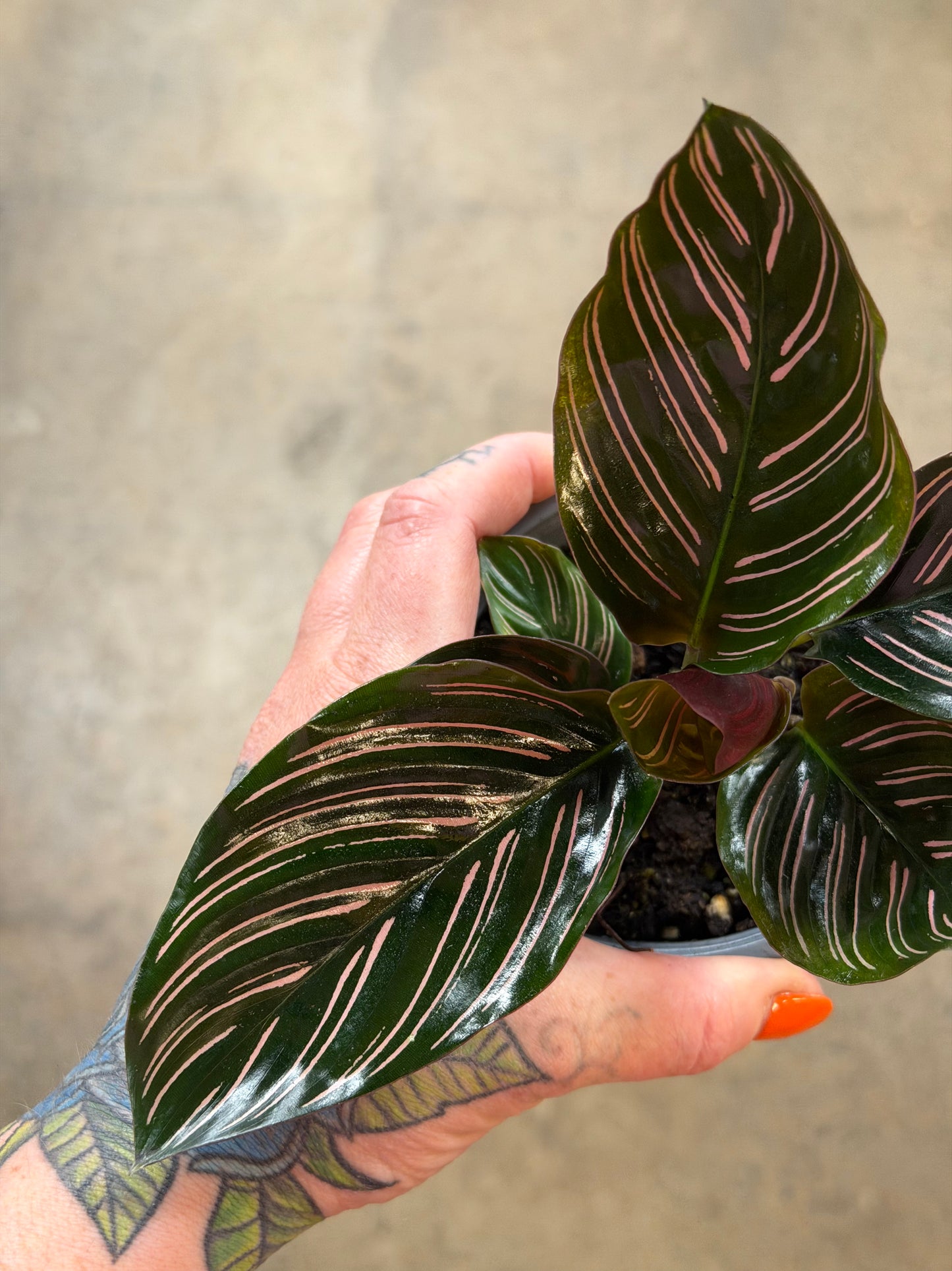 Calathea Ornata