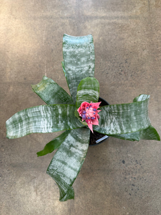 Bromélia Aechméa