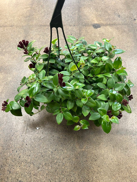 Aeschynanthus Mona Lisa