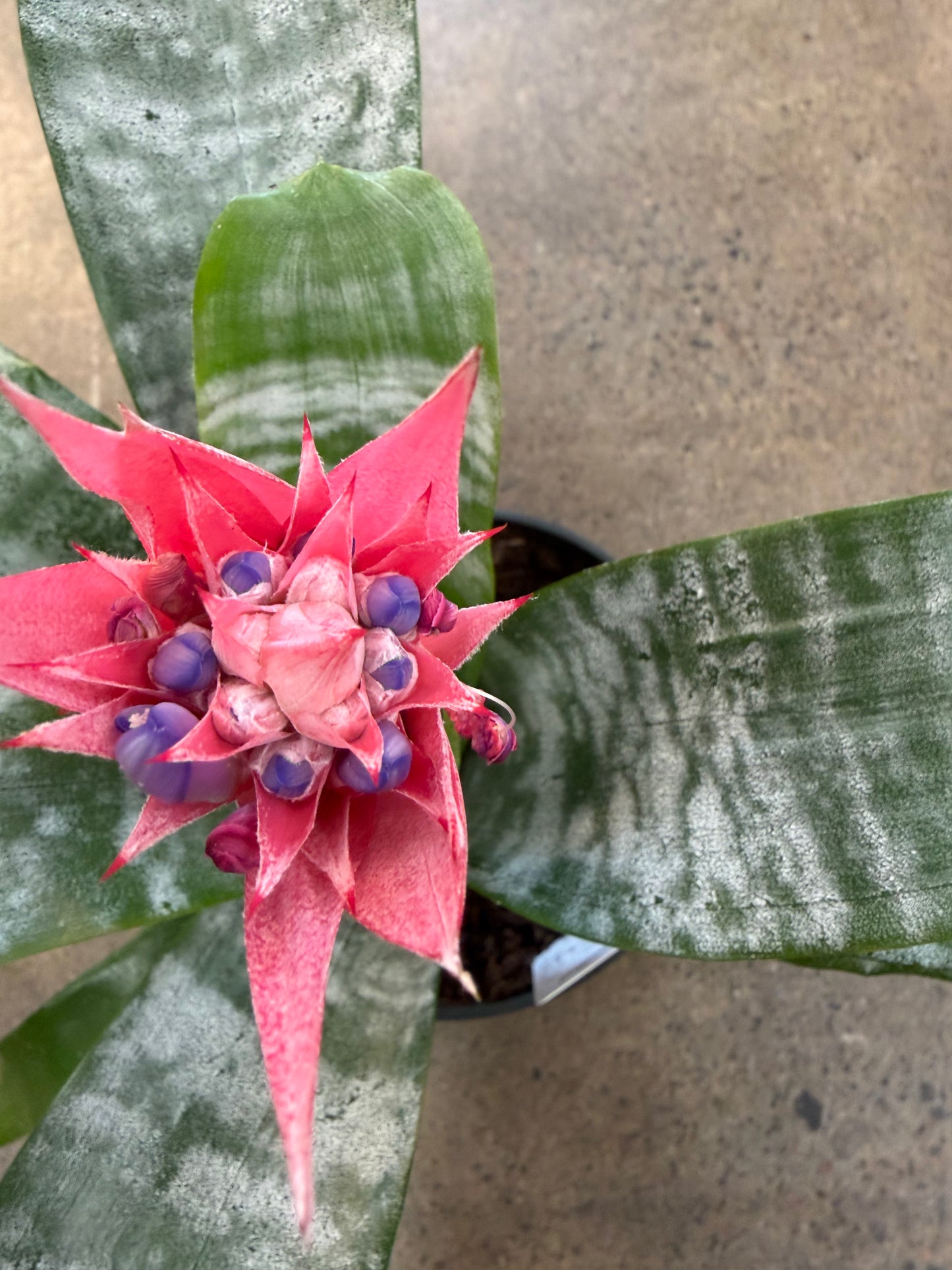 Bromélia Aechméa